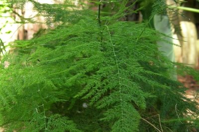 اسپاراگوس ستاسیوس
